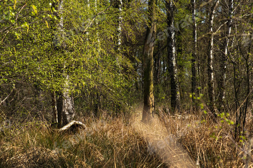 Preview: Forest In Early Spring On Sunny Day.