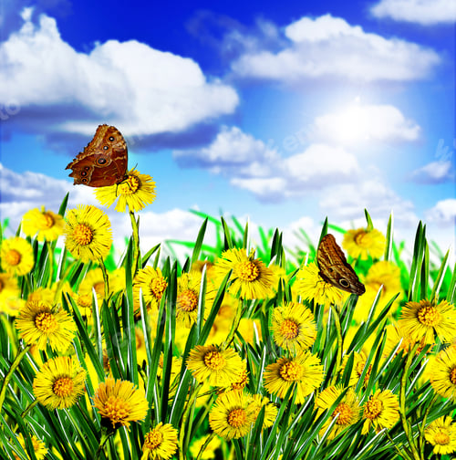 Preview: Summer Landscape Of Wildflowers And Butterflies