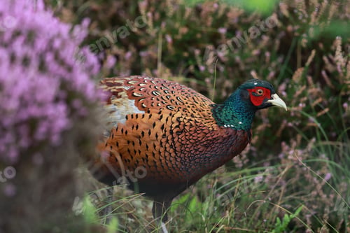 Preview: Common Pheasant (Phasianus Colchicus) Holland