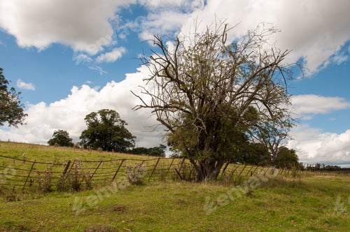 Preview: Blackthorn Tree And Craggy Old Railings In The Summertime.