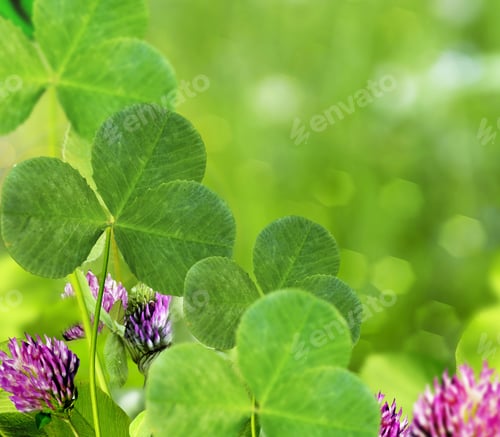 Preview: Blooming Clover. Summer Landscape.