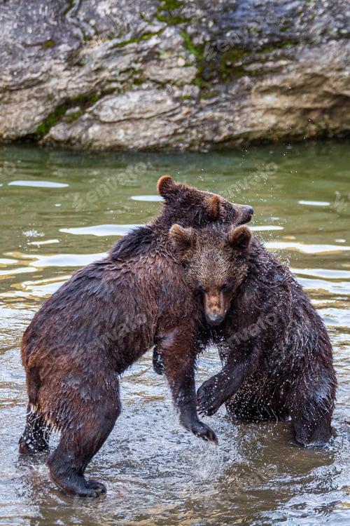 Preview: Brown Bears (Ursus Arctos) In Lake Clark National Park, Alaska, Usa