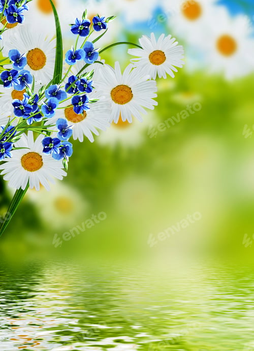 Preview: Wildflowers Daisies