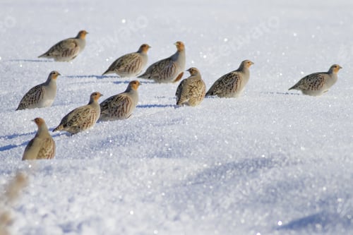 Preview: Partridge. Grey Partridge. Perdix Perdix. Snow Background.