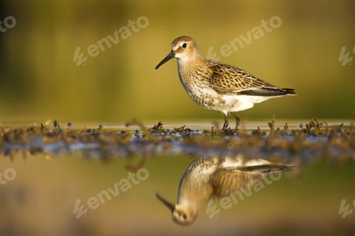 Preview: Nature Habitat And Water Bird. Feeding Bird. Green Yellow Nature Background. Common Water Bird