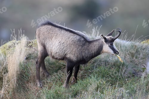 Preview: Chamois (Rupicapra Rupicapra) Vosges Mountains, France