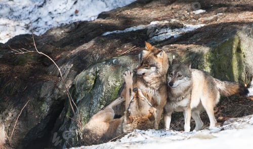 Preview: Wolves In The Bavarian Forest National Park, Bavaria, Germany