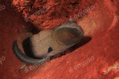 Preview: Giant Moray Eel