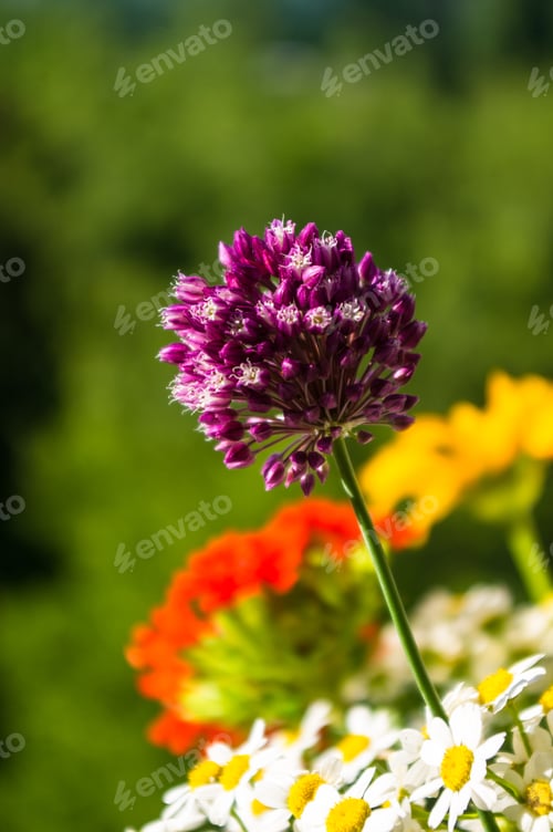 Preview: A Bouquet Of Bright Spring Flowers Of Various Types