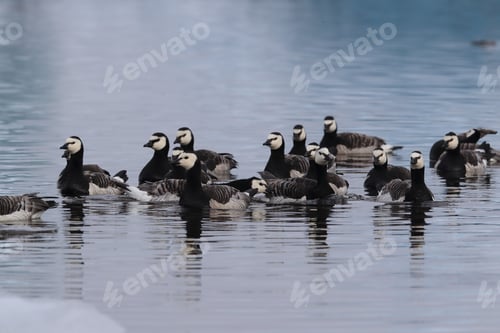 Preview: Barnacle Geese Swimming On Jokulsarlon Glacier Lagoon In Iceland