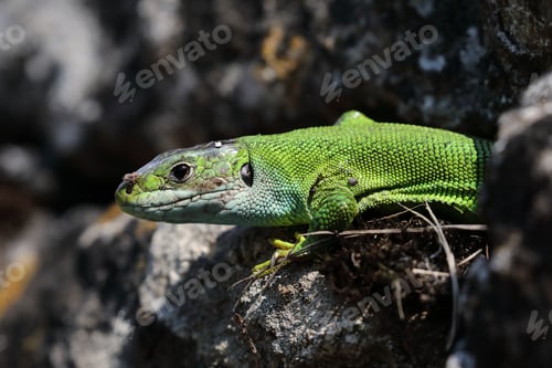 Preview: Western Green Lizard Sits In A Dry Stone Wall Germany