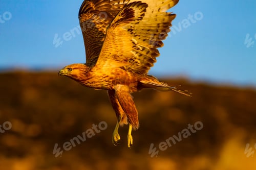 Preview: Flying Buzzard. Natural Background.