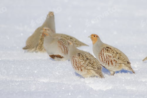 Preview: Partridge. Grey Partridge. Perdix Perdix. Winter And Snow Background.