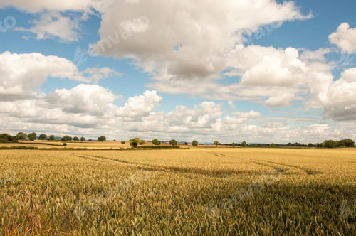 Preview: Golden Wheat Fields In The English Summertime.