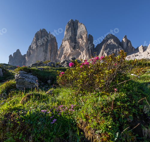 Preview: Flowers Under Tre Cime Di Lavaredo Mountains