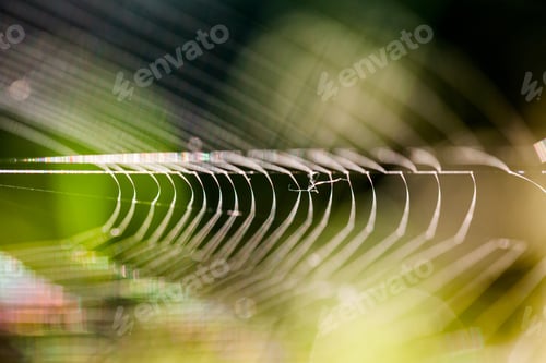 Preview: Abstract Composition With Spider Web Details And Natural Colors