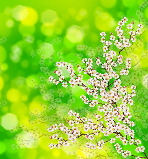 Preview: Flowering Branch Of Apricot