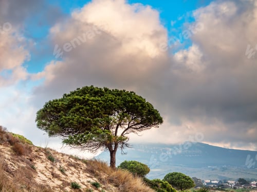 Preview: One Pine Tree Om The Beach Of Bolonia, Tarifa, Costa De La Luz, Spain