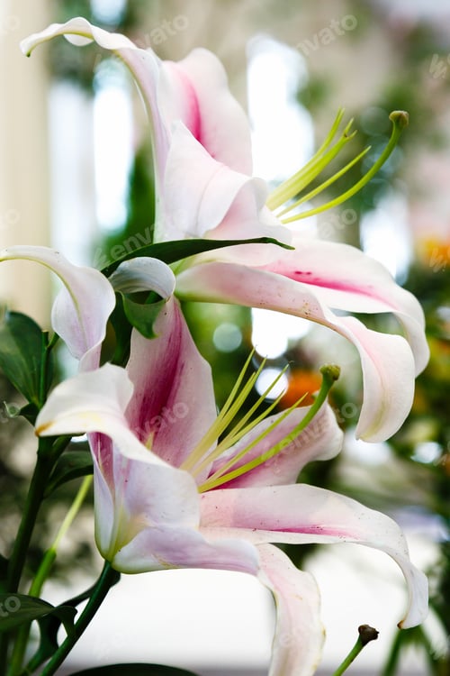 Preview: Lily Flowers. Lily (Lat. Lílium) Is A Genus Of Plants Of The Lily Family (Liliaceae). Perennial