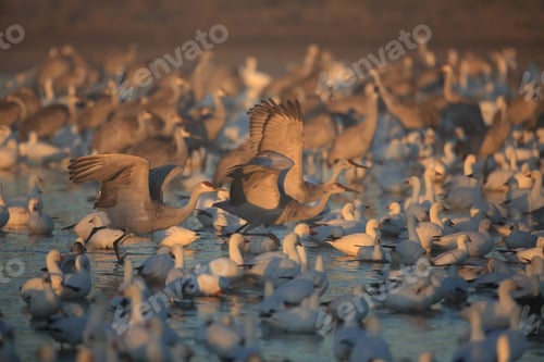 Preview: Sandhill Crane Bosque Del Apache Wildlife Reserve New Mexico Usa