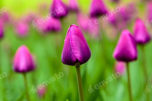Preview: Purple Flower Of Tulip Sort Negrita. Hybrids Of Tulips - A Beautiful Spring Bulbs. Growing Bulbous