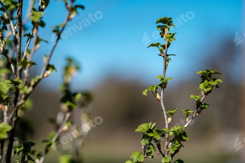 Preview: Fresh Spring Leaves On Bushes And Trees With Blooming Flowers. Blur Background Summer Green Mood