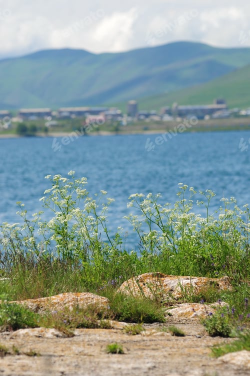 Preview: Lakeside Wildflowers
