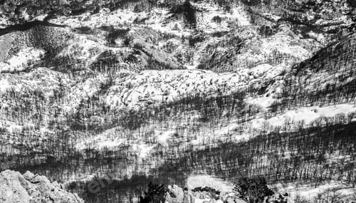 Preview: Abstract Monochriome Black And White Winter Landscape Of Pine Trees On Hills As Seen From The Top