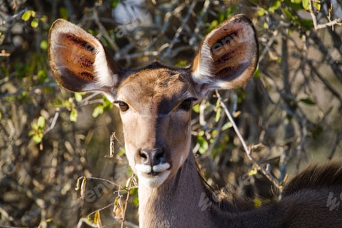 Preview: Greater Kudu Antelope In The Kruger National Park, South Africa