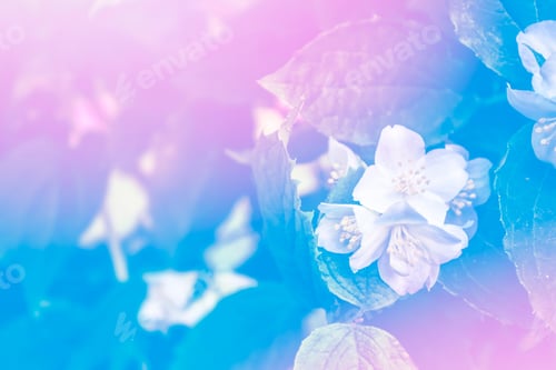Preview: White Jasmine. The Branch Delicate Spring Flowers