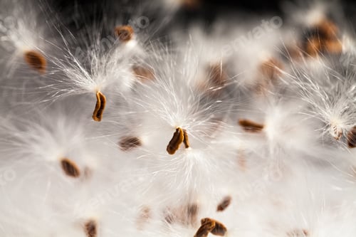 Preview: Abstract Composition With Dried Plants Seeds. Looks Like Dandelion Seeds