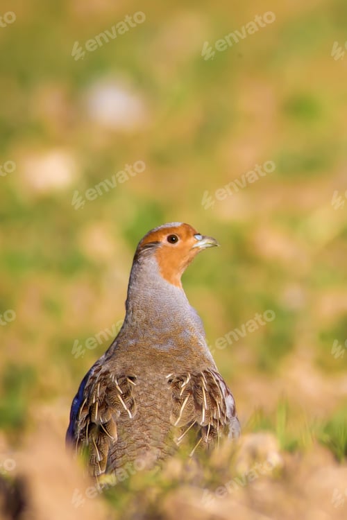Preview: Partridge. Nature Background. Bird: Grey Partridge. Perdix Perdix.