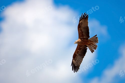 Preview: Falcon With Outstretched Wings Under The Cloudy Blue Sky