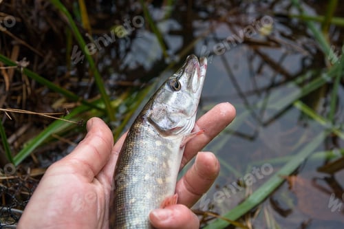 Preview: Freshwater Northern Pike Fish Know As Esox Lucius In Mans Hand. Fishing Concept, Catch And Release