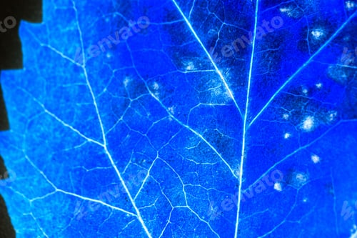 Preview: Texture With Rotten Leaves With Fibers
