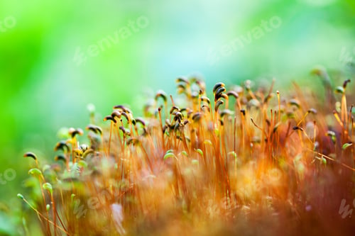 Preview: Abstract, Colorful Composition With Moss Flowers In Spring