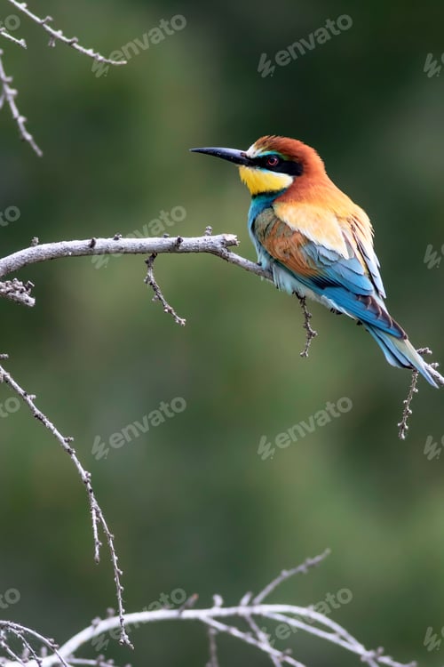 Preview: Colorful Bird. Green Nature Background. Bird: European Bee Eater. Merops Apiaster.