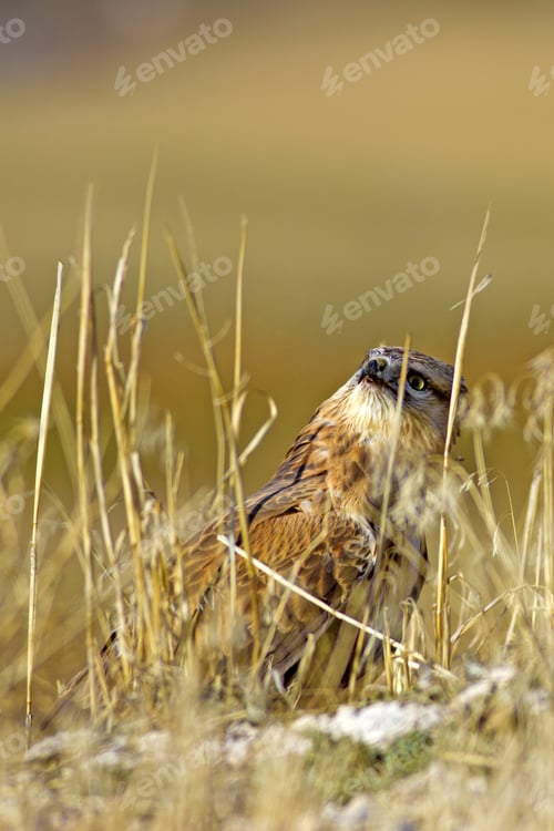 Hawk Perched Amongst Tall Grass Blades Outdoors