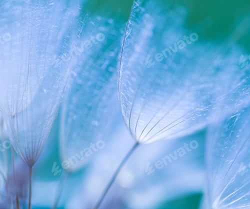 Preview: Close Up Dandelions With Blue Mood