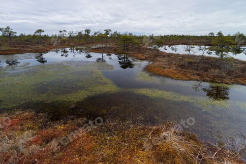 Preview: Swamp Lake With Reflections