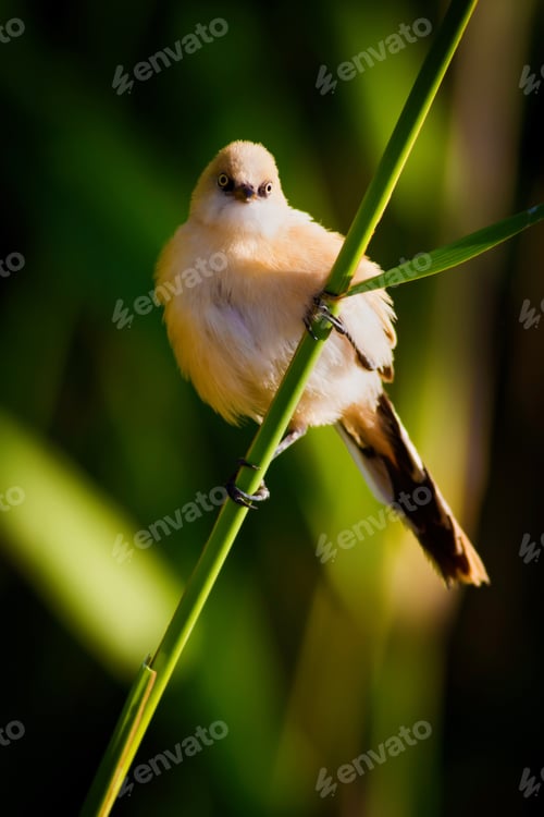 Preview: Cute Bird. Green Nature Background.