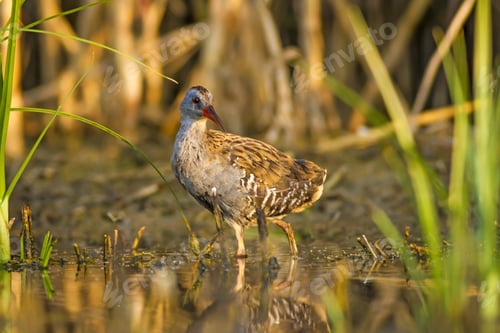 Preview: Nature And Bird. Colorful Nature Habitat Background. Bird: Water Rail. Rallus Aquaticus.