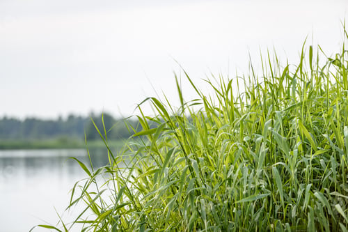 Preview: Overcast Day By The Lake With Water Grass And Blur Background