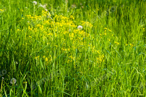 Preview: Spring Blooming Field - Bright Green Plants, Grass And Wildflowers With Young Foliage On A Bright