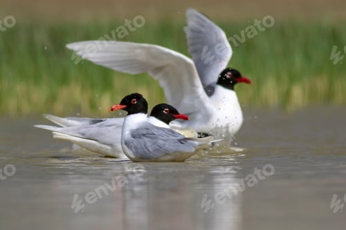 Preview: White Gulls. Blue Green Nature Background. Bird: Mediterranean Gull. Ichthyaetus Melanocephalus.