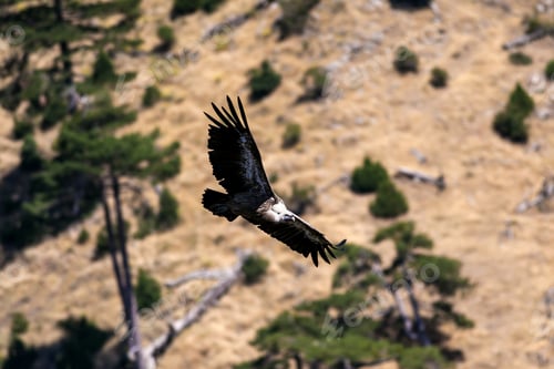 Preview: Flying Vulture. Bird: Griffon Vulture. Brown Green Nature Background. Bird: Griffon Vulture. Gyps