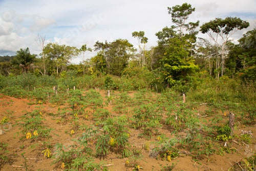 Preview: Bare Felled Rainforest With Small Agricultural Field Of Cassava Plants And Roots