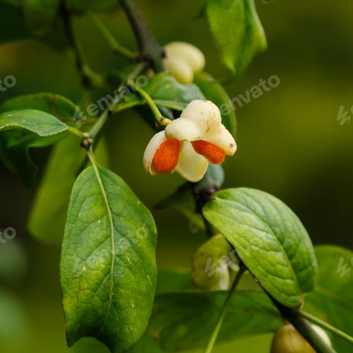 Preview: Euonymus Europaeus Albus (Spindle) - Fruits On A Branch