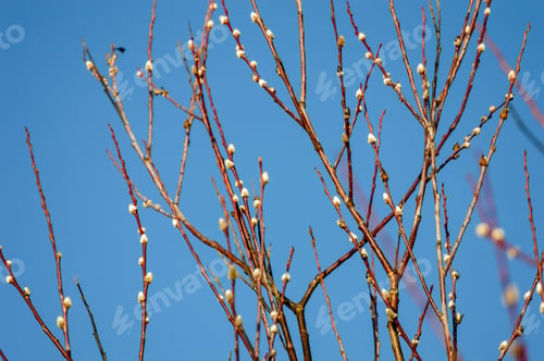 Preview: First Tree Blossoms In Spring. Natural Environmental Detail View In Latvia