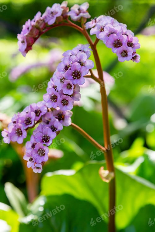 Preview: Flower Of Bergenia In Spring Garden